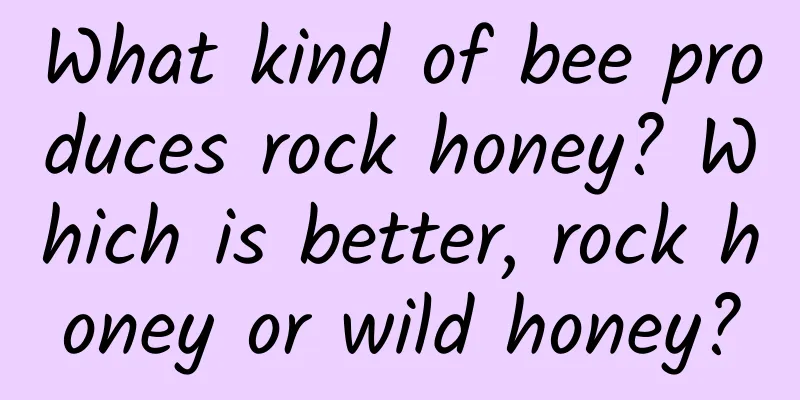 What kind of bee produces rock honey? Which is better, rock honey or wild honey?