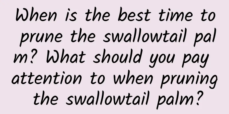 When is the best time to prune the swallowtail palm? What should you pay attention to when pruning the swallowtail palm?