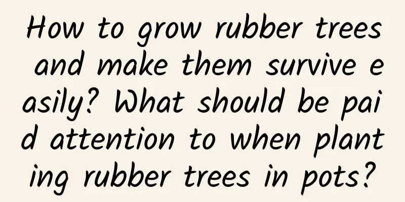 How to grow rubber trees and make them survive easily? What should be paid attention to when planting rubber trees in pots?