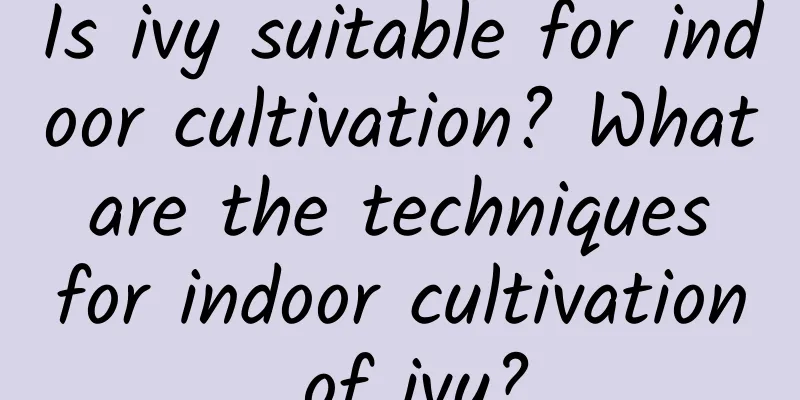 Is ivy suitable for indoor cultivation? What are the techniques for indoor cultivation of ivy?