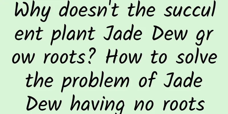 Why doesn't the succulent plant Jade Dew grow roots? How to solve the problem of Jade Dew having no roots