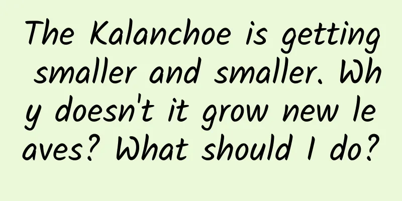 The Kalanchoe is getting smaller and smaller. Why doesn't it grow new leaves? What should I do?