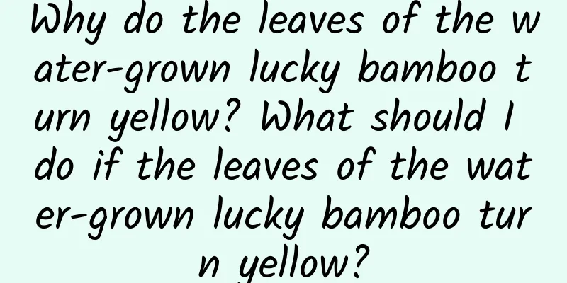 Why do the leaves of the water-grown lucky bamboo turn yellow? What should I do if the leaves of the water-grown lucky bamboo turn yellow?