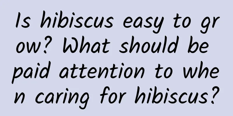 Is hibiscus easy to grow? What should be paid attention to when caring for hibiscus?