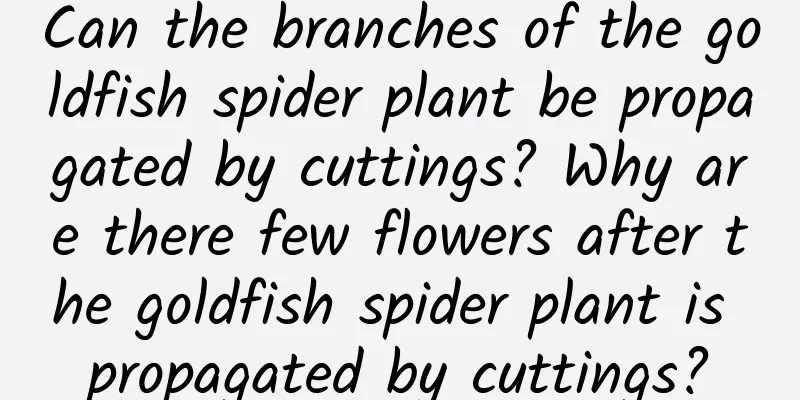 Can the branches of the goldfish spider plant be propagated by cuttings? Why are there few flowers after the goldfish spider plant is propagated by cuttings?