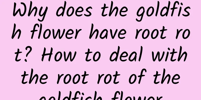 Why does the goldfish flower have root rot? How to deal with the root rot of the goldfish flower