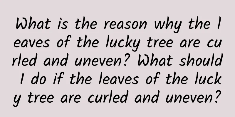 What is the reason why the leaves of the lucky tree are curled and uneven? What should I do if the leaves of the lucky tree are curled and uneven?