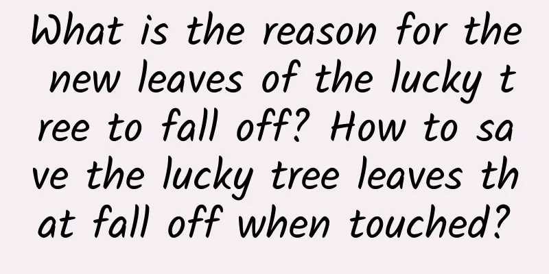 What is the reason for the new leaves of the lucky tree to fall off? How to save the lucky tree leaves that fall off when touched?