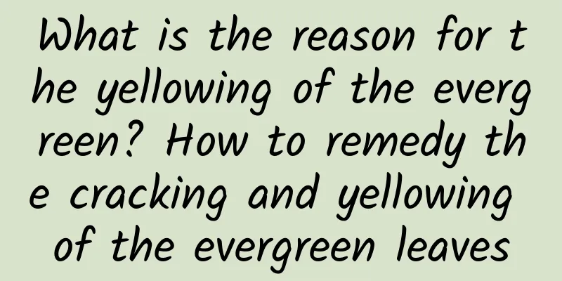 What is the reason for the yellowing of the evergreen? How to remedy the cracking and yellowing of the evergreen leaves