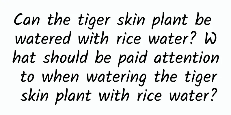 Can the tiger skin plant be watered with rice water? What should be paid attention to when watering the tiger skin plant with rice water?