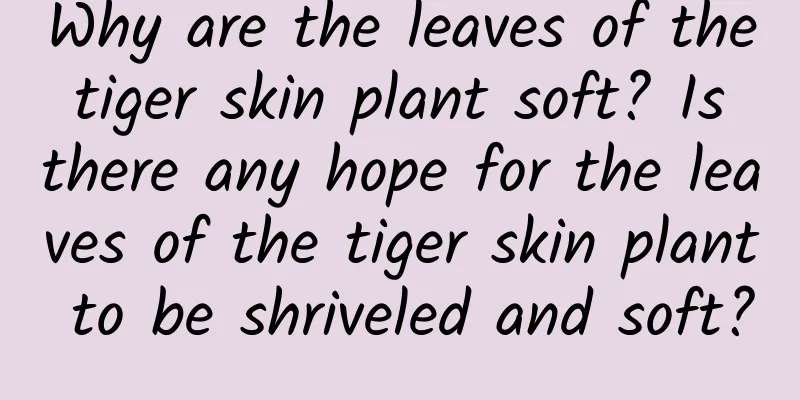 Why are the leaves of the tiger skin plant soft? Is there any hope for the leaves of the tiger skin plant to be shriveled and soft?