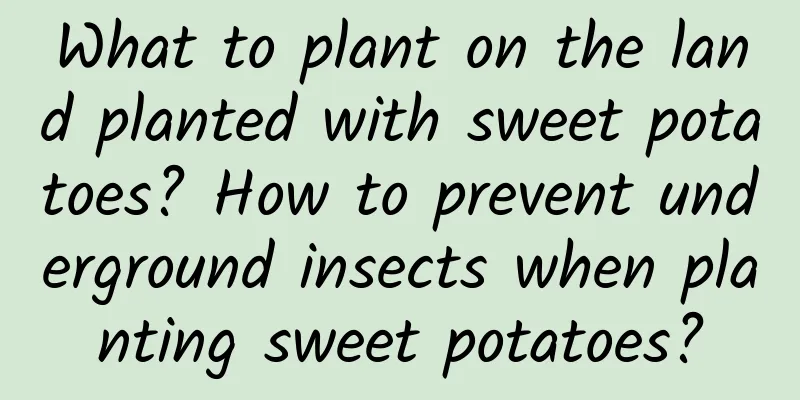 What to plant on the land planted with sweet potatoes? How to prevent underground insects when planting sweet potatoes?