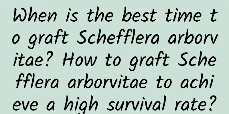 When is the best time to graft Schefflera arborvitae? How to graft Schefflera arborvitae to achieve a high survival rate?
