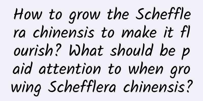 How to grow the Schefflera chinensis to make it flourish? What should be paid attention to when growing Schefflera chinensis?