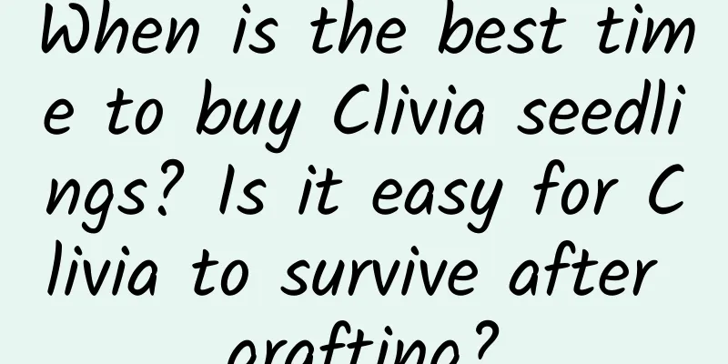When is the best time to buy Clivia seedlings? Is it easy for Clivia to survive after grafting?