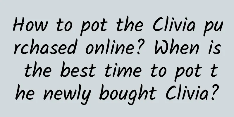 How to pot the Clivia purchased online? When is the best time to pot the newly bought Clivia?