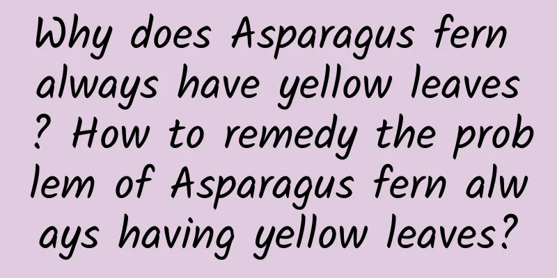 Why does Asparagus fern always have yellow leaves? How to remedy the problem of Asparagus fern always having yellow leaves?