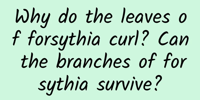 Why do the leaves of forsythia curl? Can the branches of forsythia survive?