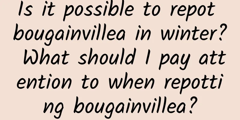 Is it possible to repot bougainvillea in winter? What should I pay attention to when repotting bougainvillea?