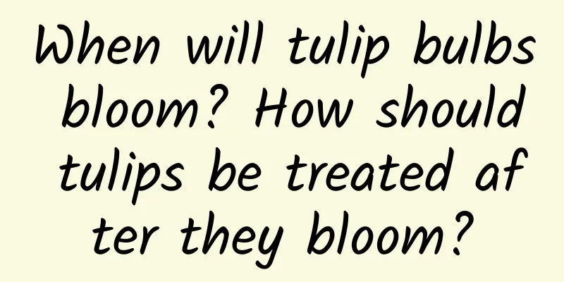 When will tulip bulbs bloom? How should tulips be treated after they bloom?