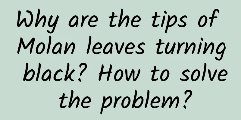 Why are the tips of Molan leaves turning black? How to solve the problem?