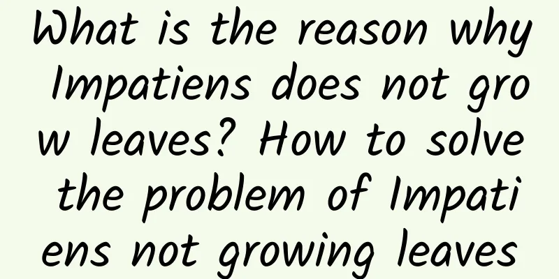 What is the reason why Impatiens does not grow leaves? How to solve the problem of Impatiens not growing leaves