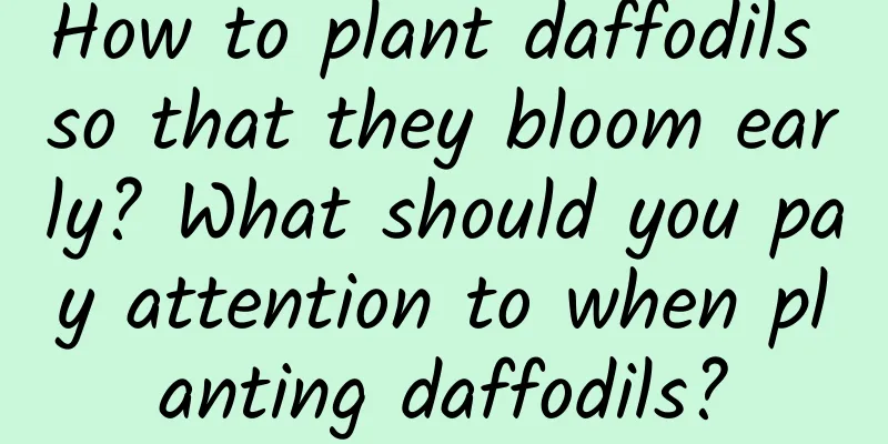 How to plant daffodils so that they bloom early? What should you pay attention to when planting daffodils?