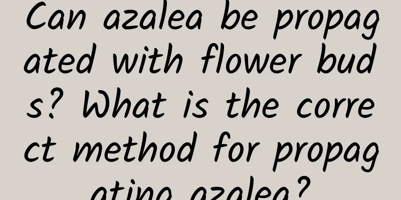 Can azalea be propagated with flower buds? What is the correct method for propagating azalea?