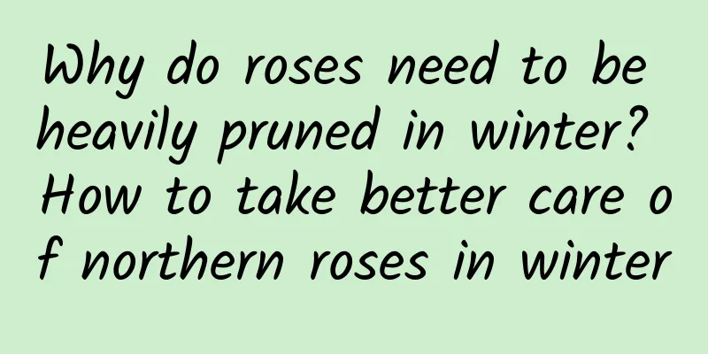 Why do roses need to be heavily pruned in winter? How to take better care of northern roses in winter