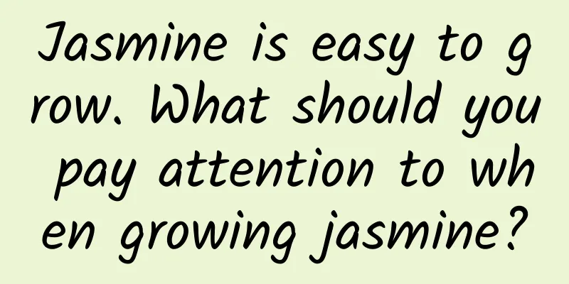 Jasmine is easy to grow. What should you pay attention to when growing jasmine?
