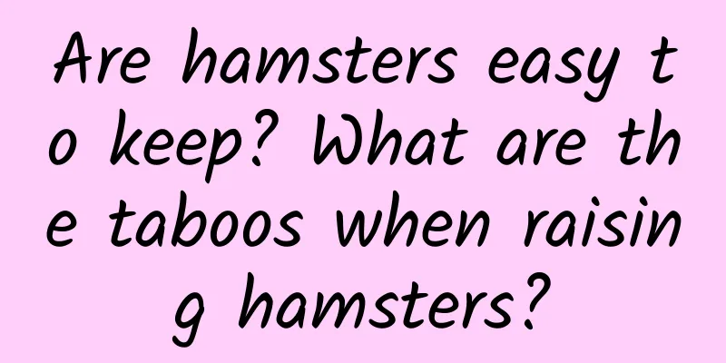 Are hamsters easy to keep? What are the taboos when raising hamsters?