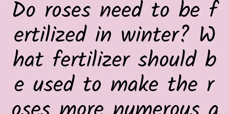 Do roses need to be fertilized in winter? What fertilizer should be used to make the roses more numerous and larger?
