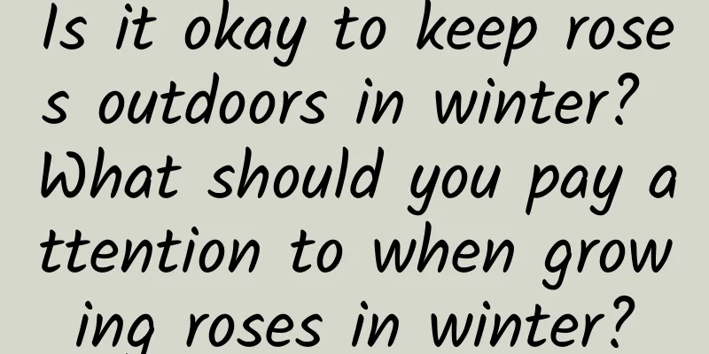 Is it okay to keep roses outdoors in winter? What should you pay attention to when growing roses in winter?