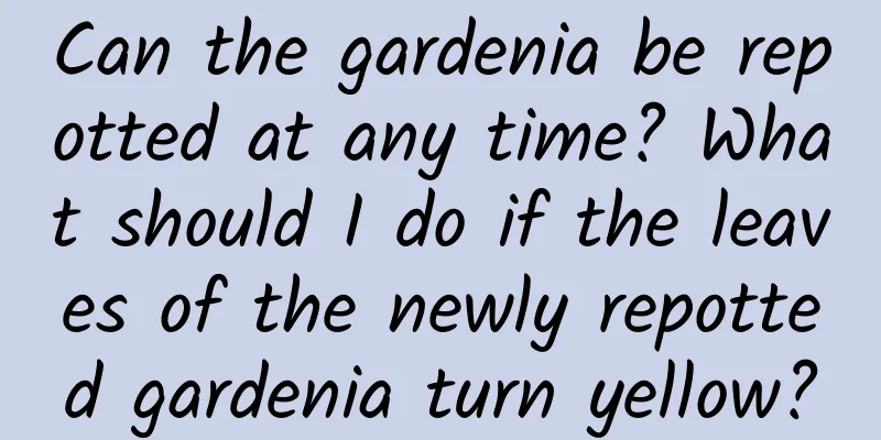 Can the gardenia be repotted at any time? What should I do if the leaves of the newly repotted gardenia turn yellow?