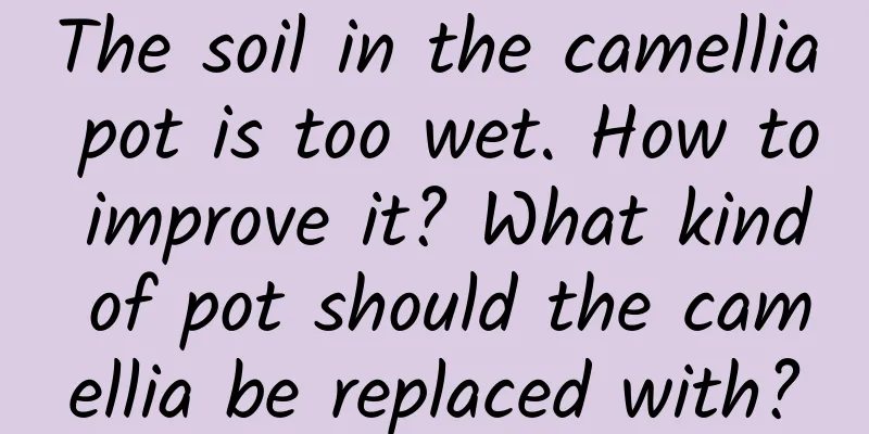 The soil in the camellia pot is too wet. How to improve it? What kind of pot should the camellia be replaced with?
