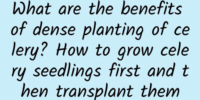 What are the benefits of dense planting of celery? How to grow celery seedlings first and then transplant them