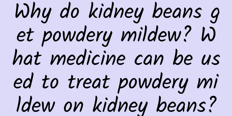 Why do kidney beans get powdery mildew? What medicine can be used to treat powdery mildew on kidney beans?