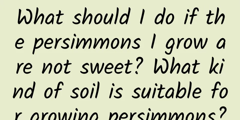 What should I do if the persimmons I grow are not sweet? What kind of soil is suitable for growing persimmons?