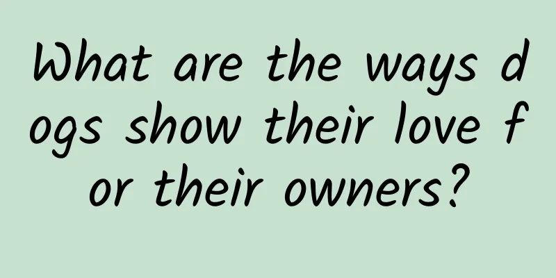 What are the ways dogs show their love for their owners?