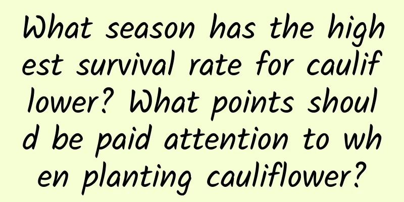 What season has the highest survival rate for cauliflower? What points should be paid attention to when planting cauliflower?