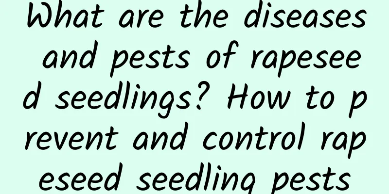 What are the diseases and pests of rapeseed seedlings? How to prevent and control rapeseed seedling pests