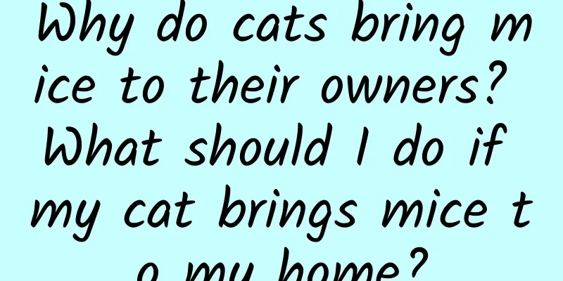 Why do cats bring mice to their owners? What should I do if my cat brings mice to my home?