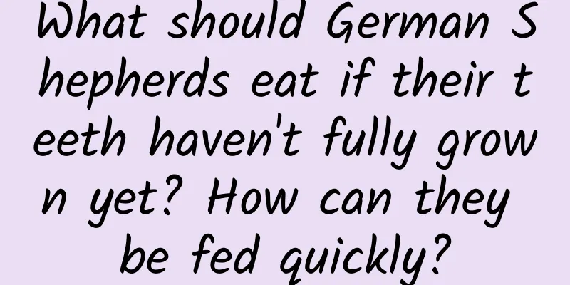 What should German Shepherds eat if their teeth haven't fully grown yet? How can they be fed quickly?