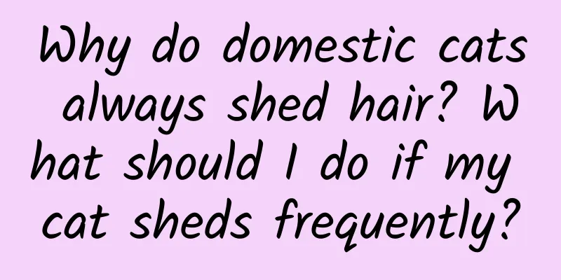 Why do domestic cats always shed hair? What should I do if my cat sheds frequently?