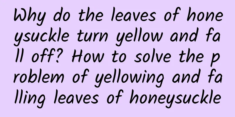 Why do the leaves of honeysuckle turn yellow and fall off? How to solve the problem of yellowing and falling leaves of honeysuckle