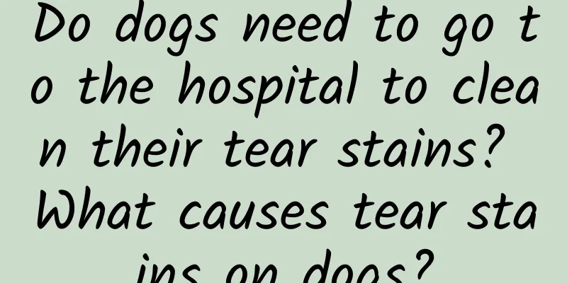 Do dogs need to go to the hospital to clean their tear stains? What causes tear stains on dogs?