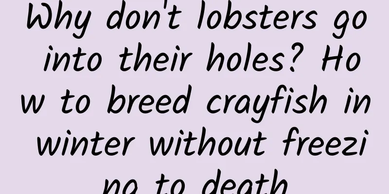 Why don't lobsters go into their holes? How to breed crayfish in winter without freezing to death