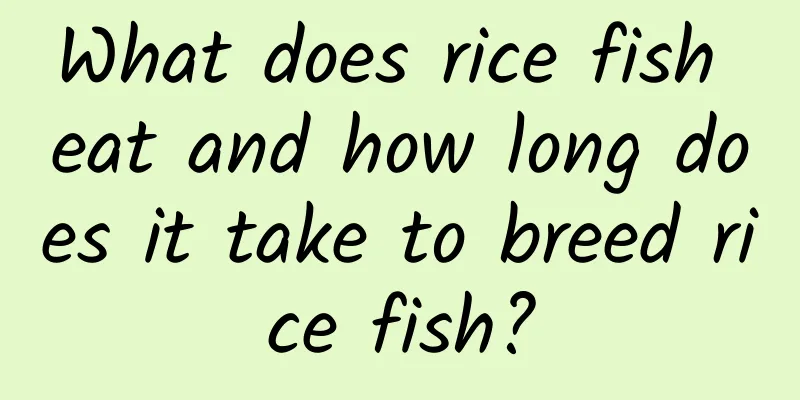 What does rice fish eat and how long does it take to breed rice fish?