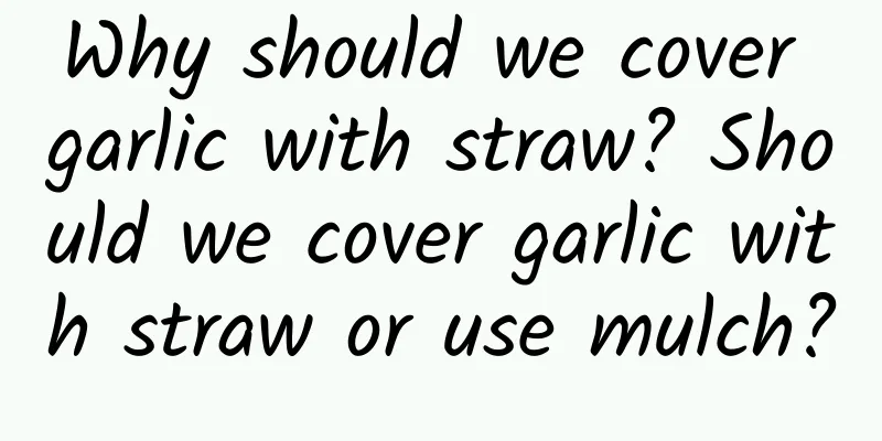Why should we cover garlic with straw? Should we cover garlic with straw or use mulch?