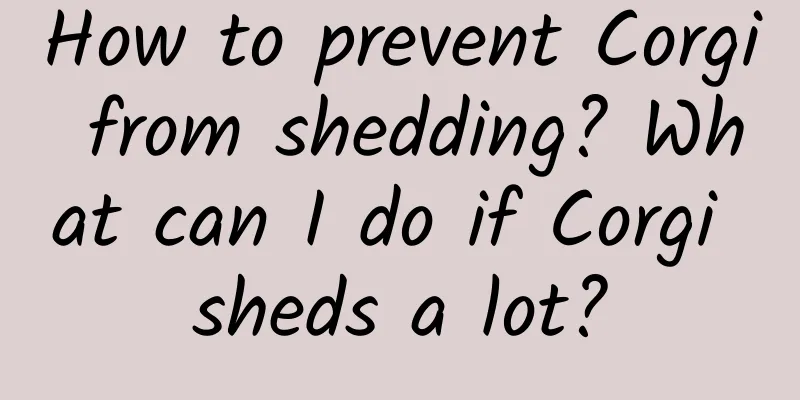 How to prevent Corgi from shedding? What can I do if Corgi sheds a lot?